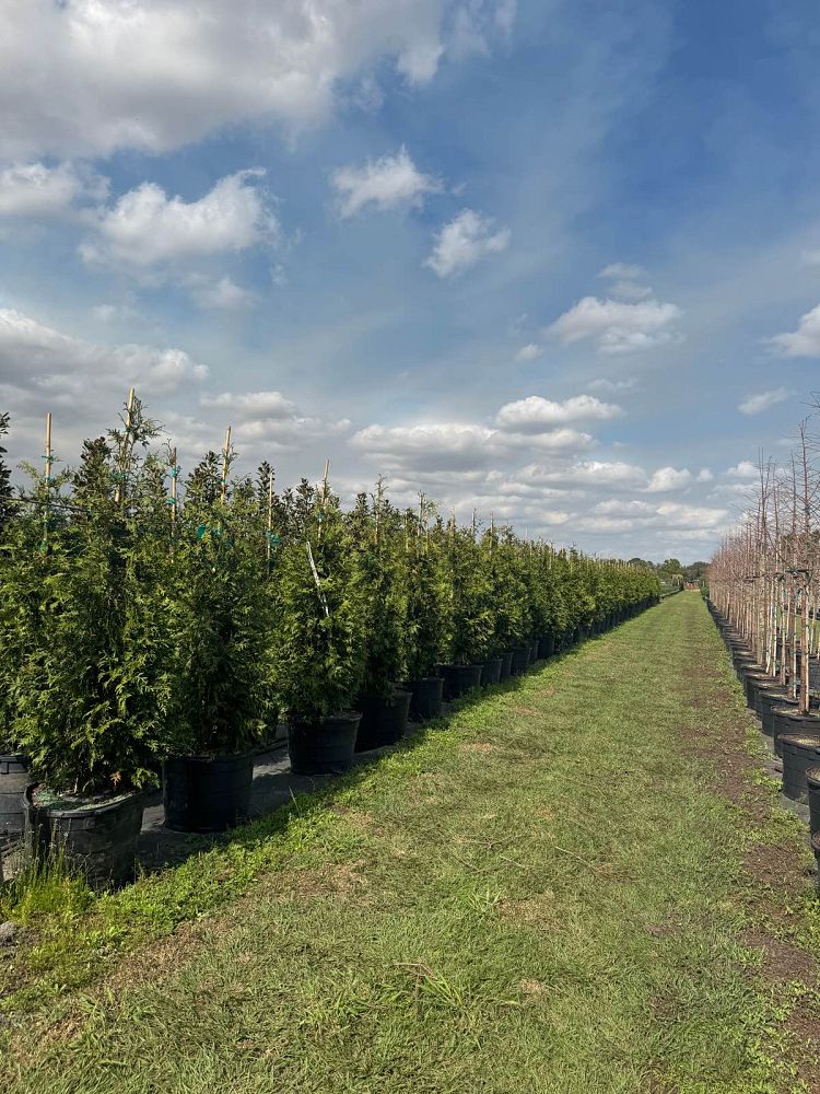 thuja-plicata-green-giant-western-red-cedar-giant-arborvitae