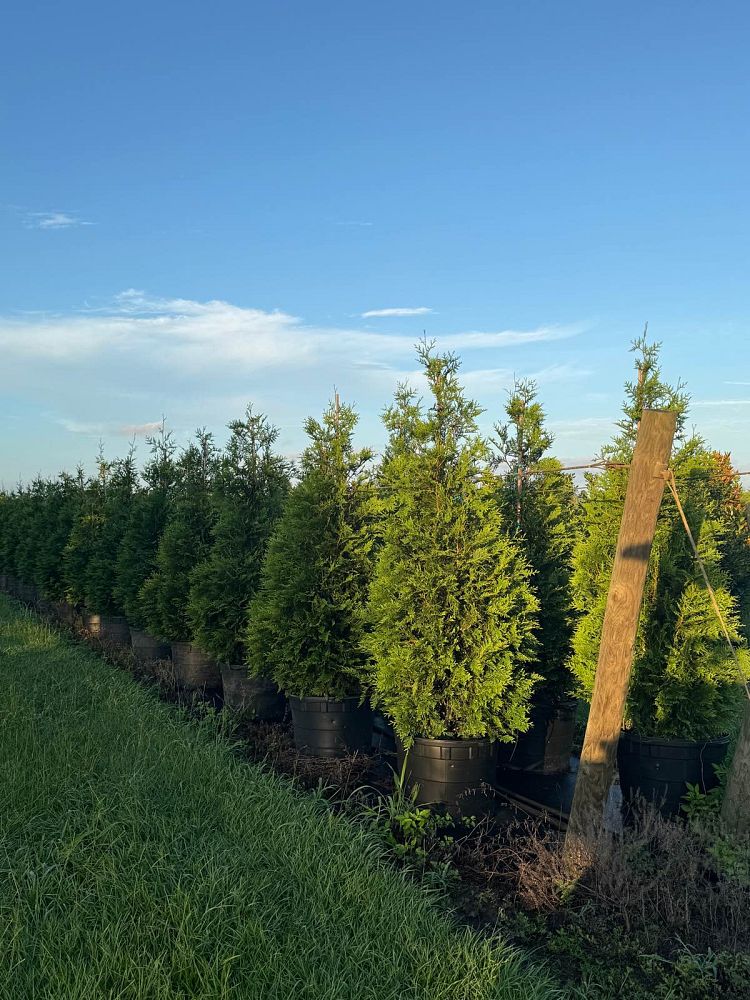 thuja-plicata-green-giant-western-red-cedar-giant-arborvitae