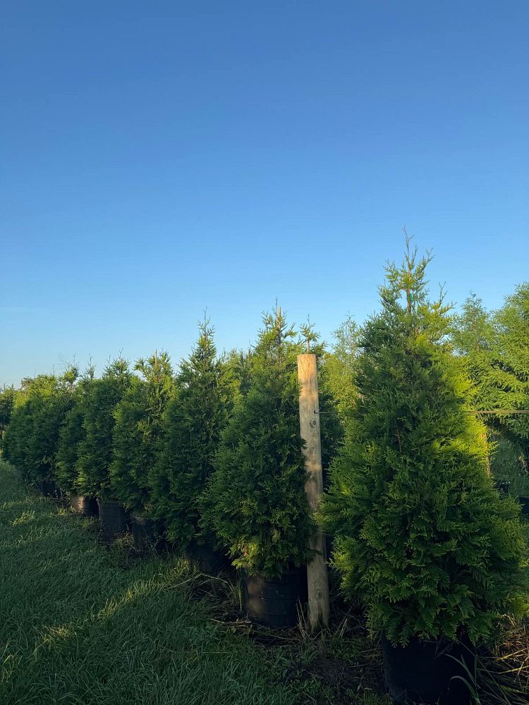 thuja-plicata-green-giant-western-red-cedar-giant-arborvitae