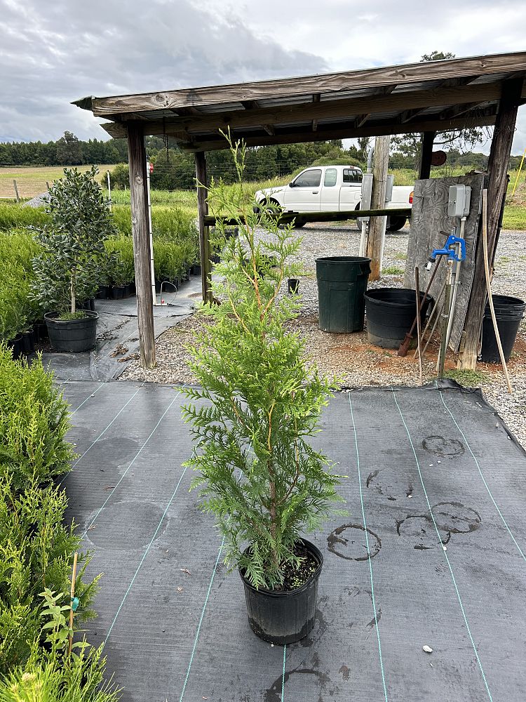 thuja-plicata-green-giant-western-red-cedar-giant-arborvitae