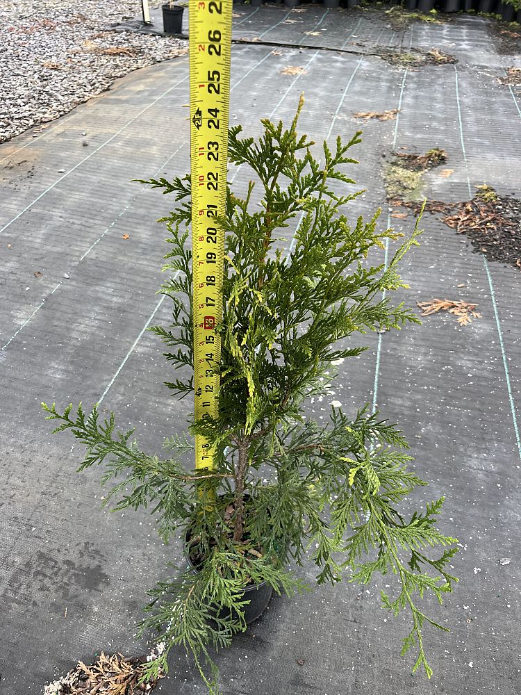 thuja-plicata-green-giant-western-red-cedar-giant-arborvitae