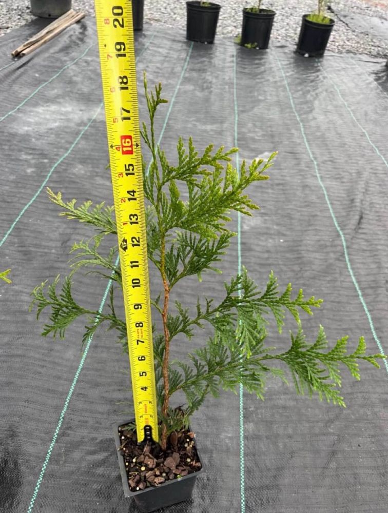 thuja-plicata-green-giant-western-red-cedar-giant-arborvitae