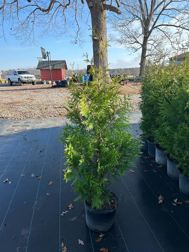 thuja-plicata-green-giant-western-red-cedar-giant-arborvitae