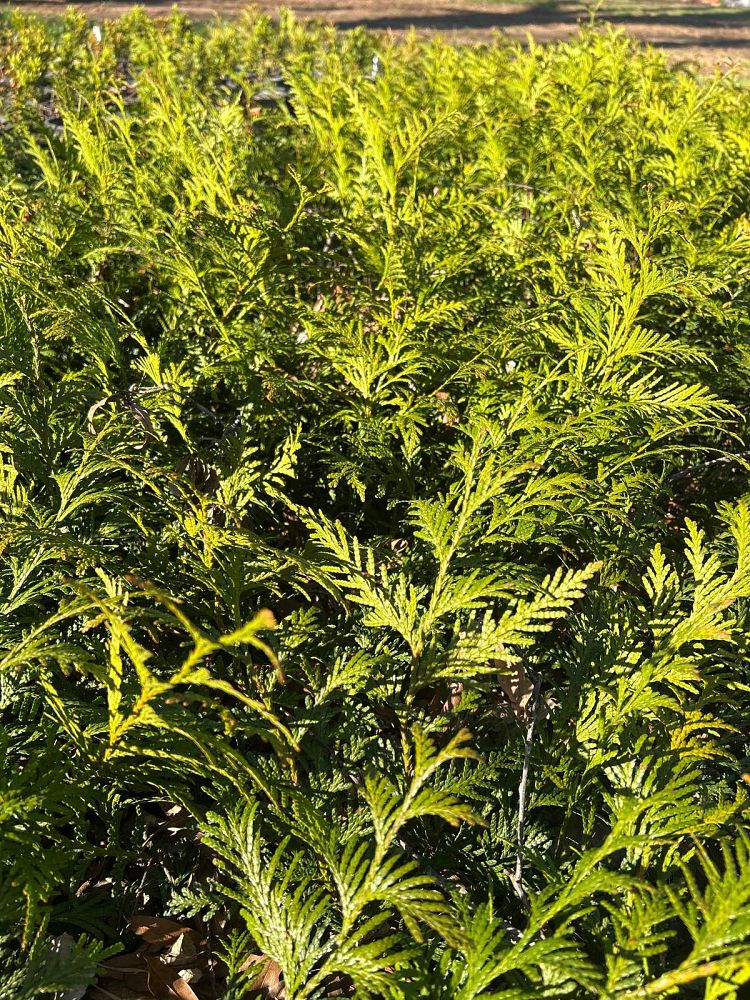 thuja-plicata-green-giant-western-red-cedar-giant-arborvitae