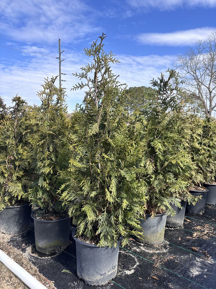thuja-plicata-green-giant-western-red-cedar-giant-arborvitae