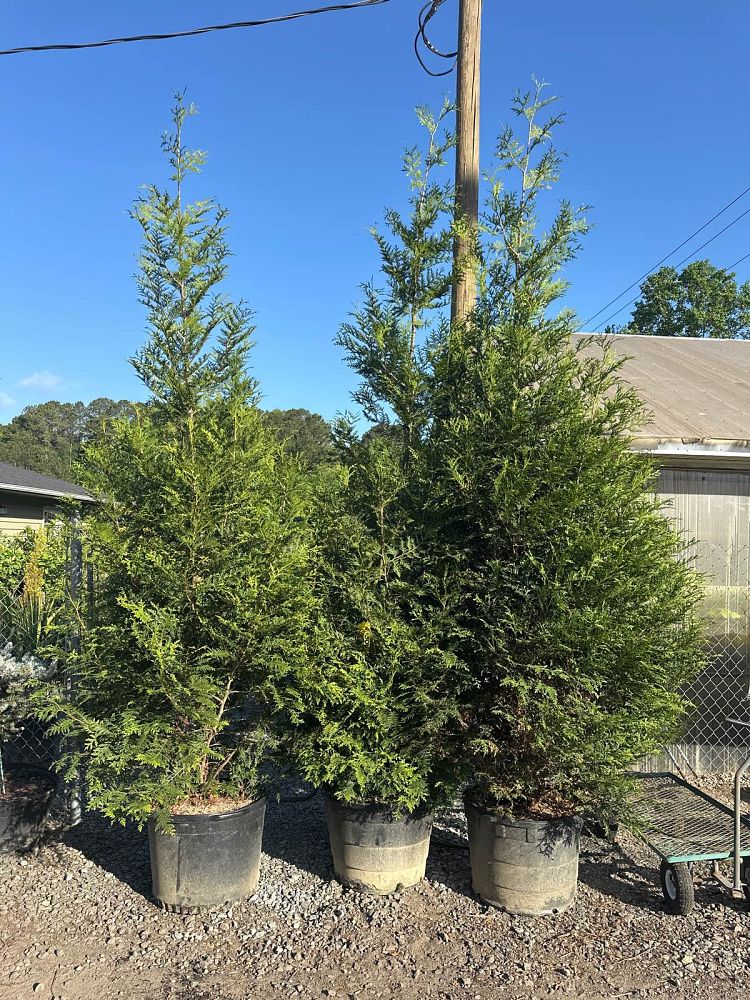 thuja-plicata-green-giant-western-red-cedar-giant-arborvitae