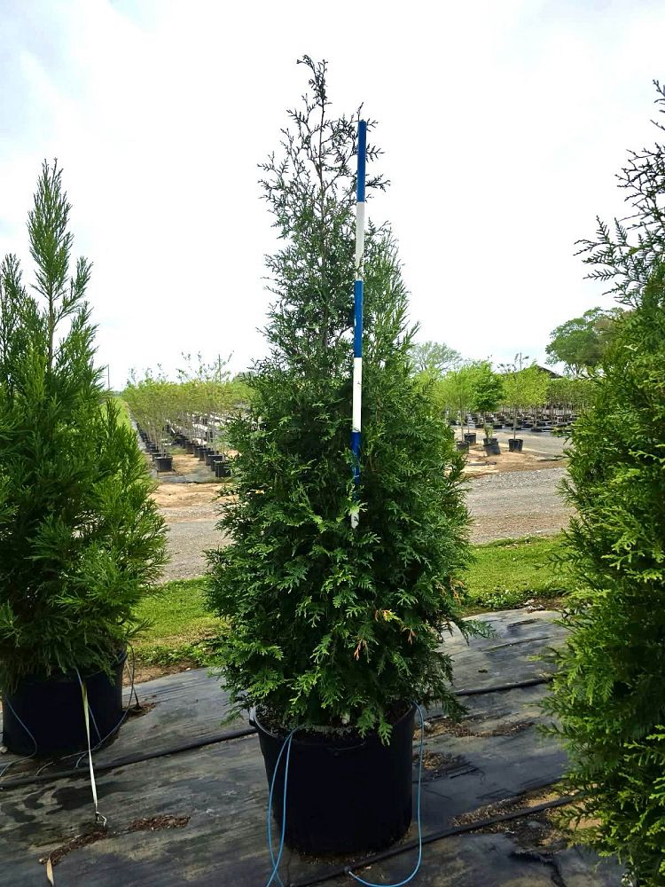 thuja-plicata-green-giant-western-red-cedar-giant-arborvitae