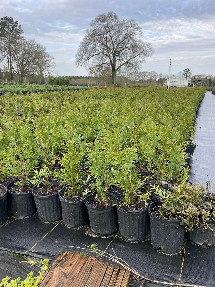 thuja-plicata-green-giant-western-red-cedar-giant-arborvitae