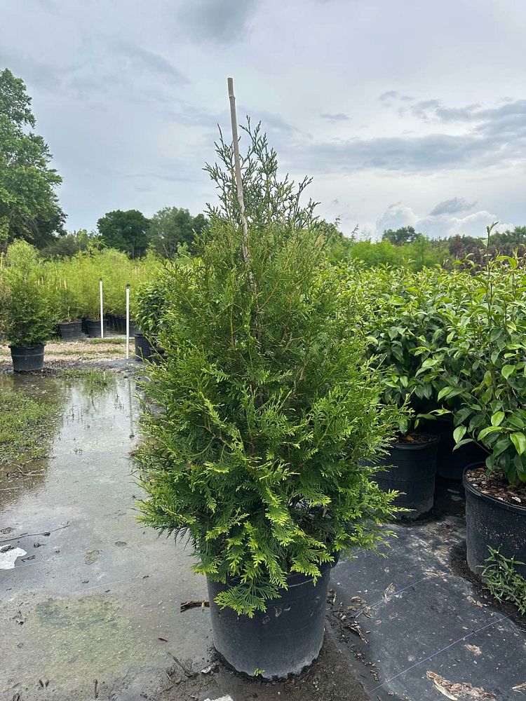 thuja-plicata-green-giant-western-red-cedar-giant-arborvitae