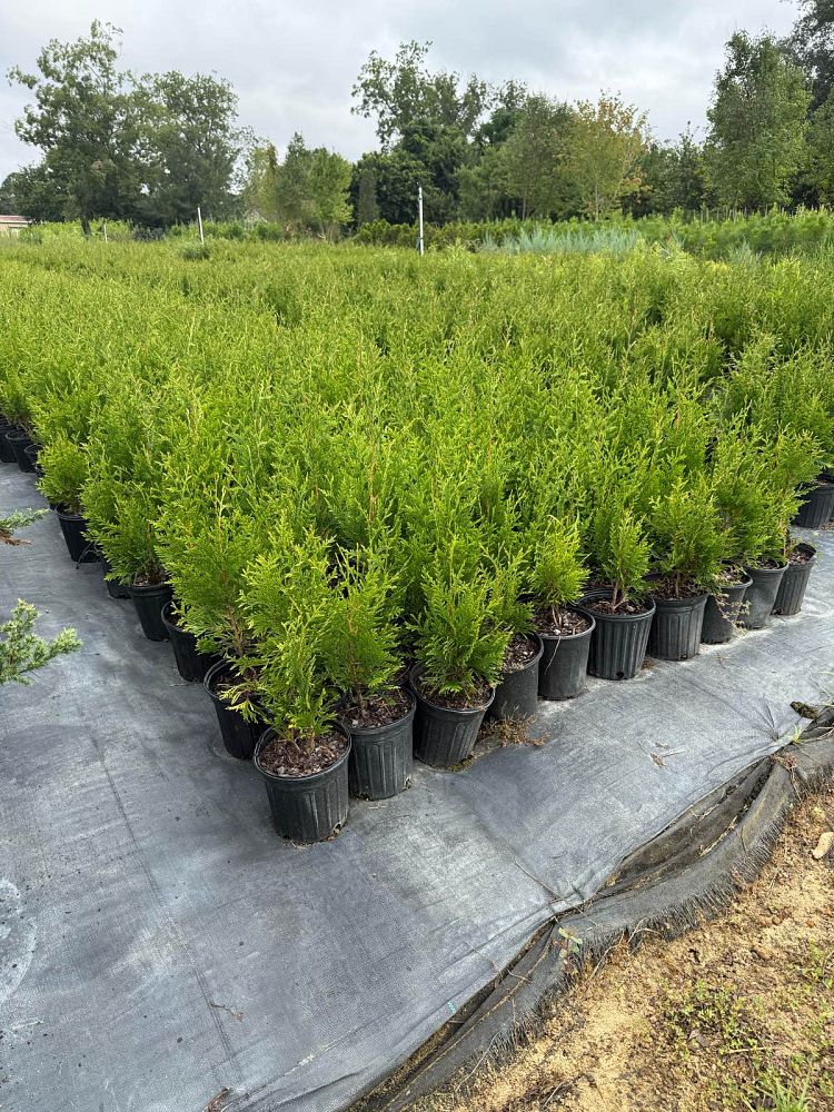 thuja-plicata-green-giant-western-red-cedar-giant-arborvitae