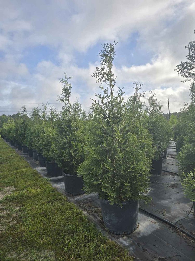 thuja-plicata-green-giant-western-red-cedar-giant-arborvitae