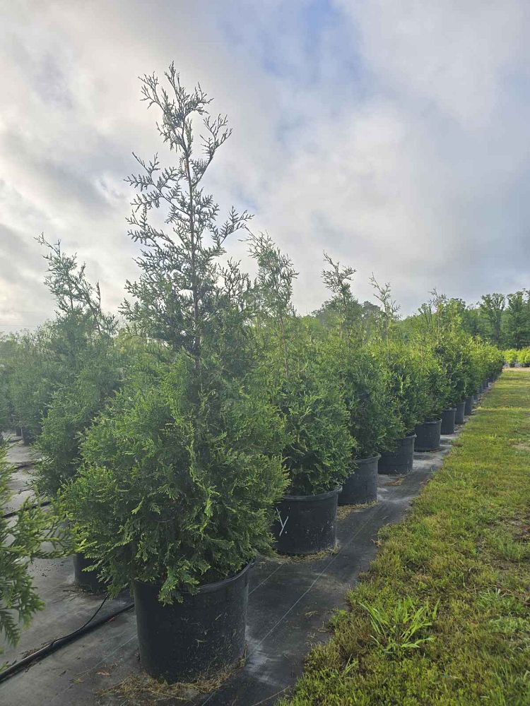 thuja-plicata-green-giant-western-red-cedar-giant-arborvitae