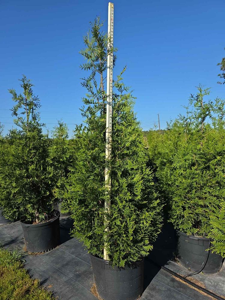 thuja-plicata-green-giant-western-red-cedar-giant-arborvitae