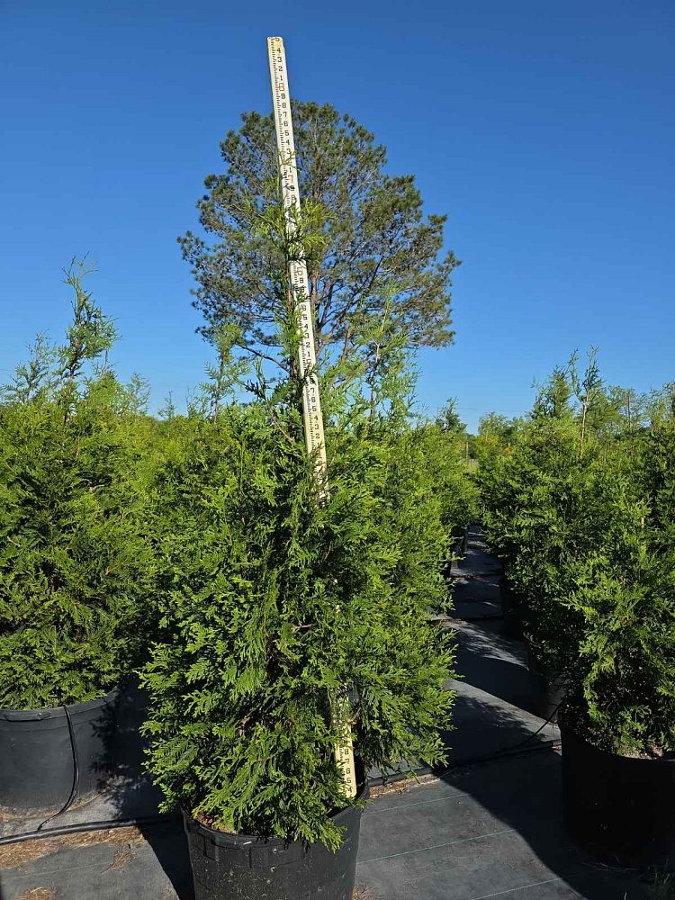thuja-plicata-green-giant-western-red-cedar-giant-arborvitae