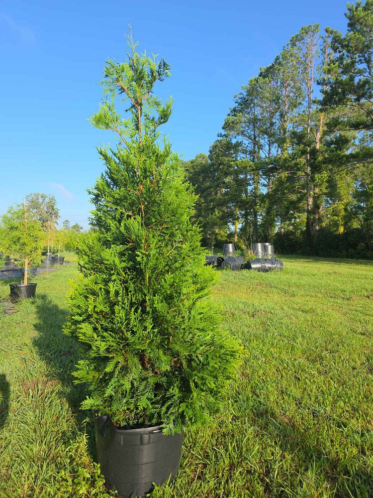 thuja-plicata-green-giant-western-red-cedar-giant-arborvitae