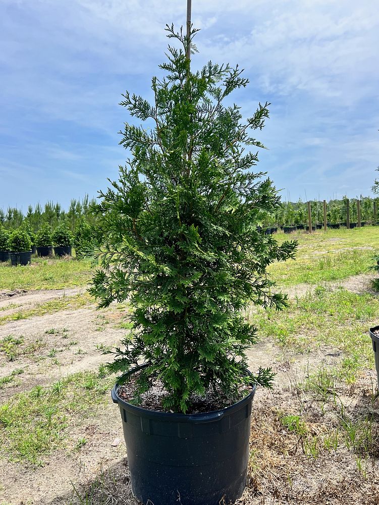 thuja-plicata-green-giant-western-red-cedar-giant-arborvitae