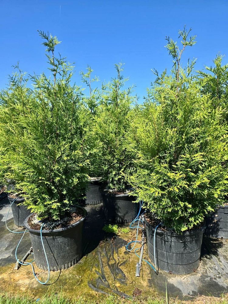 thuja-plicata-green-giant-western-red-cedar-giant-arborvitae