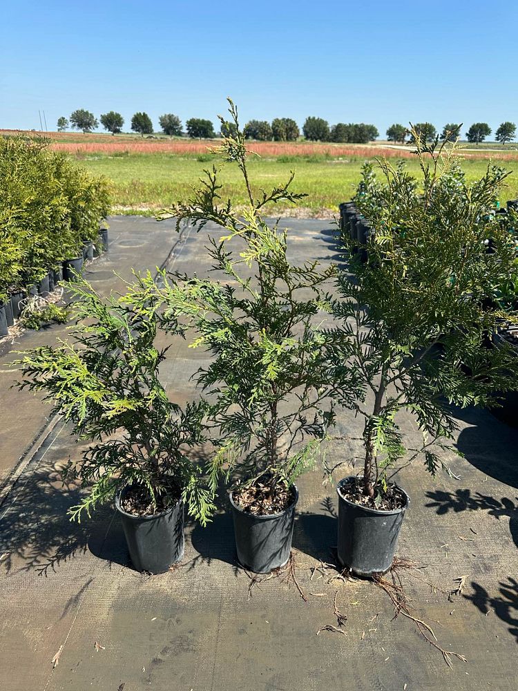 thuja-plicata-green-giant-western-red-cedar-giant-arborvitae