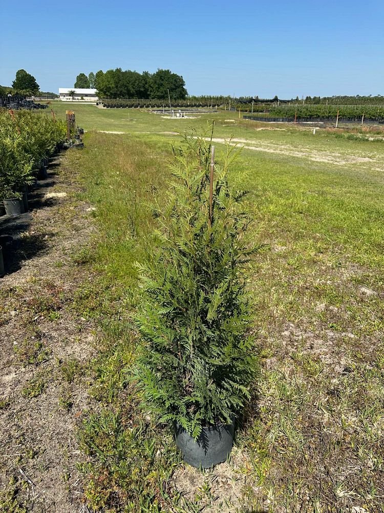 thuja-plicata-green-giant-western-red-cedar-giant-arborvitae