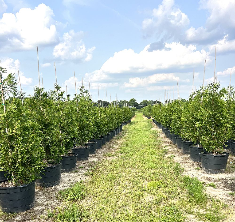 thuja-plicata-green-giant-western-red-cedar-giant-arborvitae