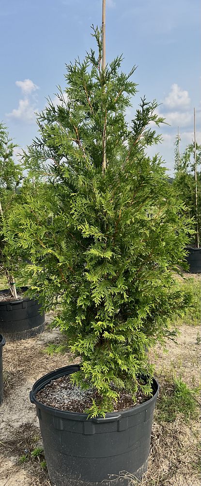 thuja-plicata-green-giant-western-red-cedar-giant-arborvitae