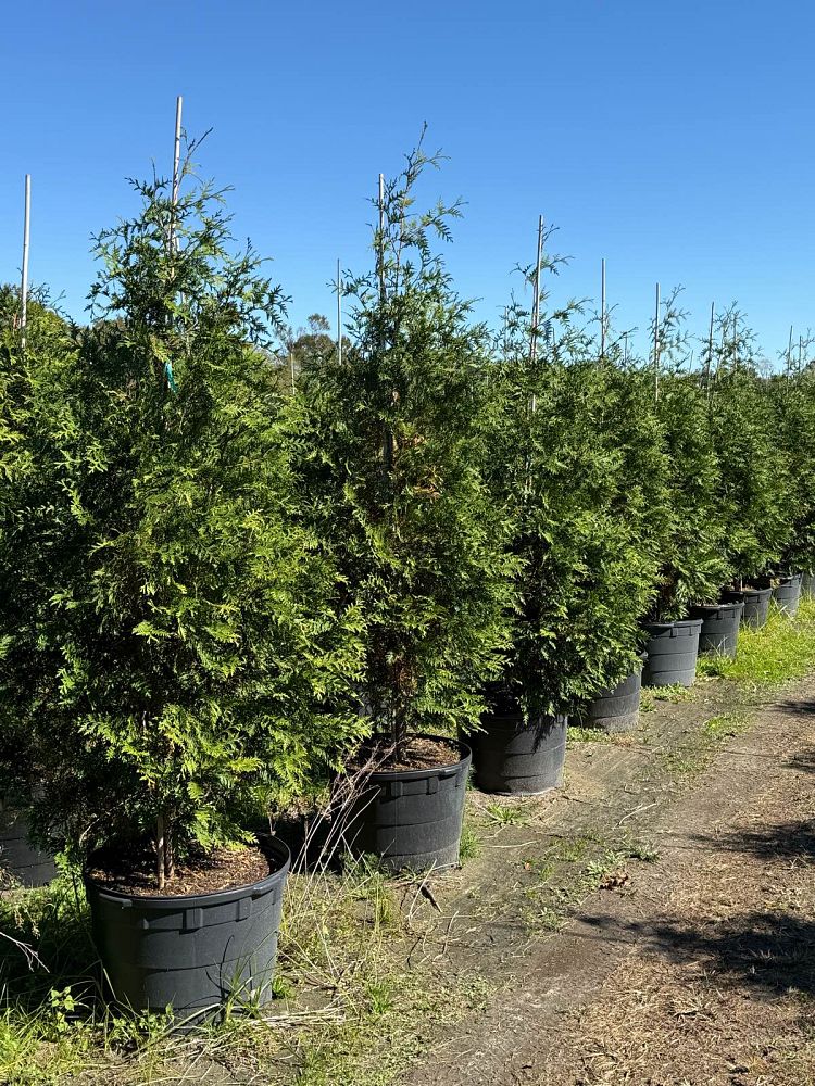 thuja-plicata-green-giant-western-red-cedar-giant-arborvitae