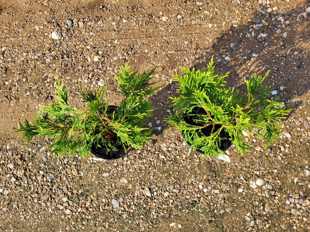 thuja-plicata-green-giant-western-red-cedar-giant-arborvitae