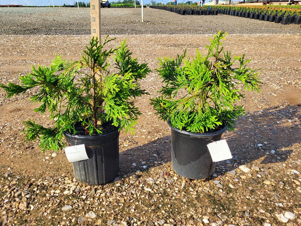thuja-plicata-green-giant-western-red-cedar-giant-arborvitae