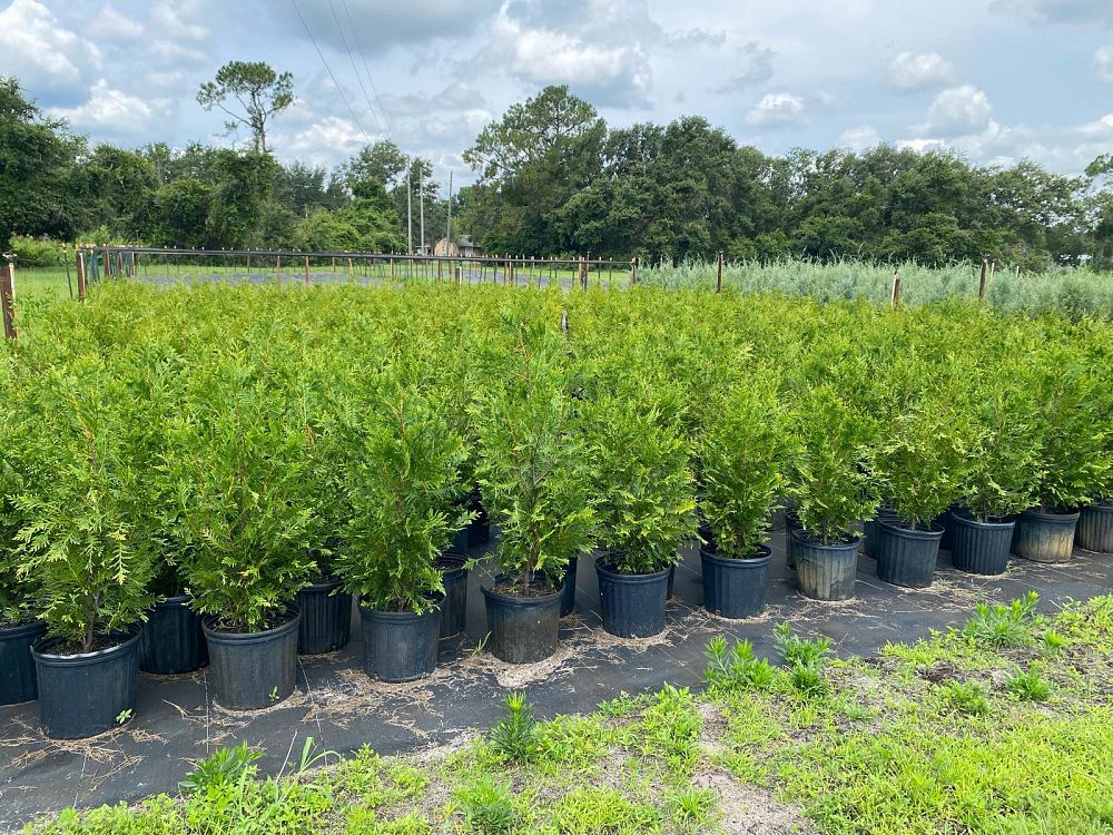 thuja-plicata-green-giant-western-red-cedar-giant-arborvitae