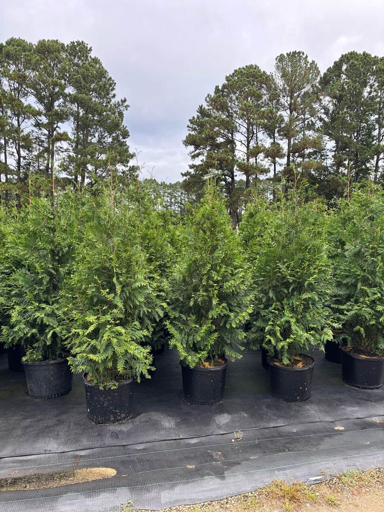 thuja-plicata-green-giant-western-red-cedar-giant-arborvitae