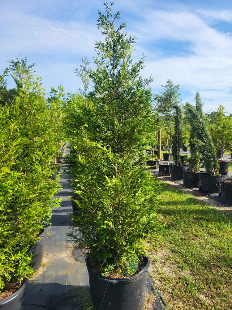 thuja-plicata-green-giant-western-red-cedar-giant-arborvitae