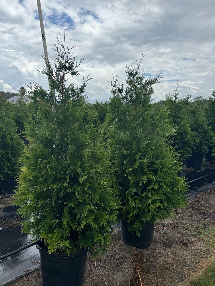 thuja-plicata-green-giant-western-red-cedar-giant-arborvitae