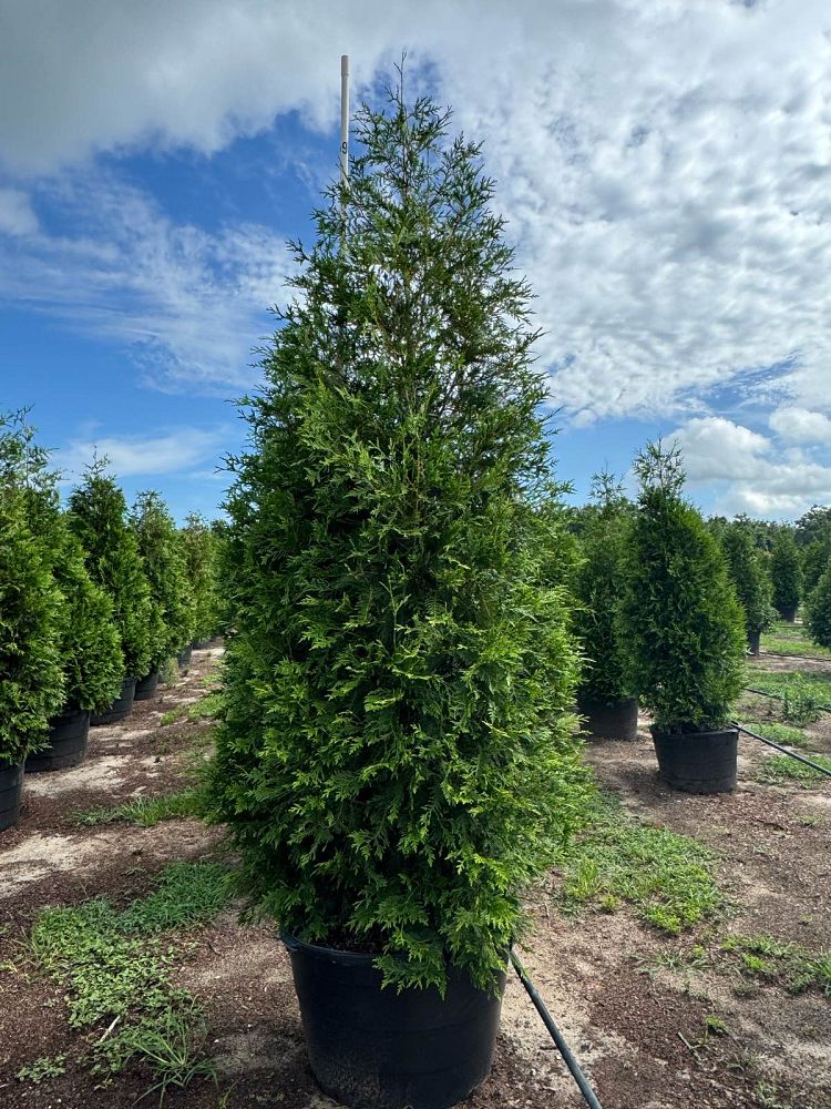 thuja-plicata-green-giant-western-red-cedar-giant-arborvitae