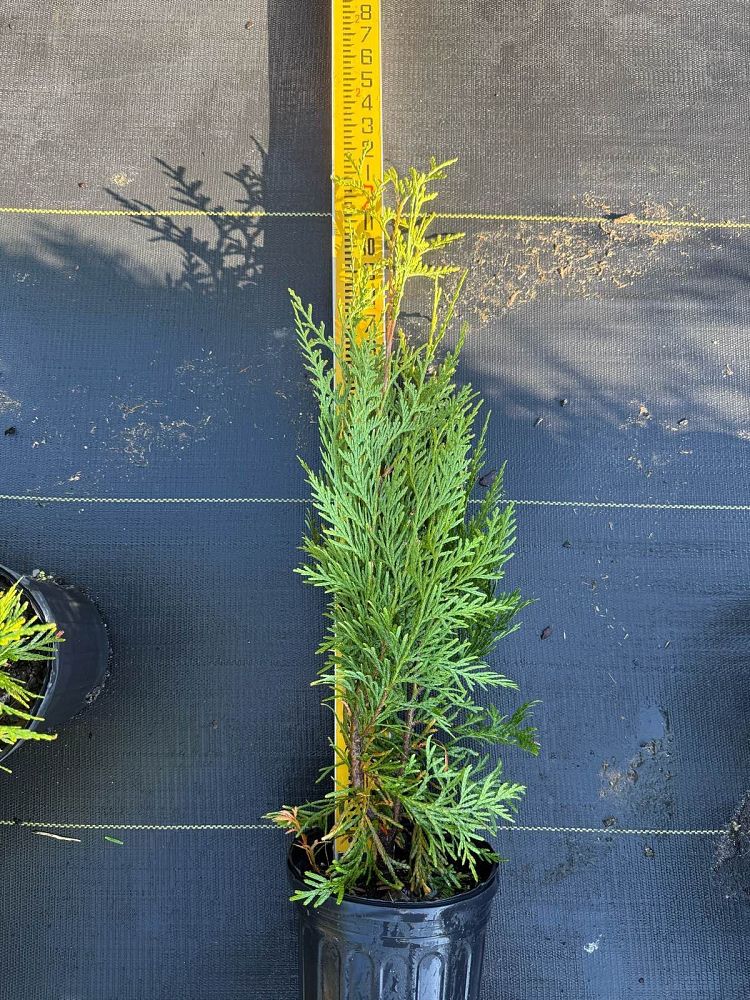 thuja-plicata-green-giant-western-red-cedar-giant-arborvitae