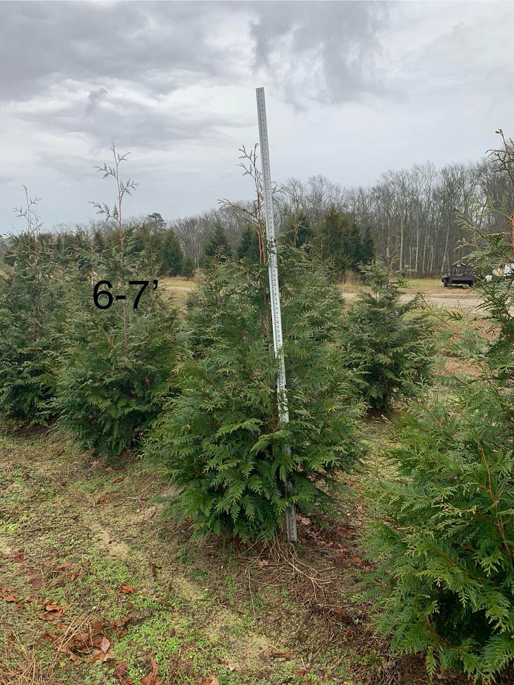 thuja-plicata-green-giant-western-red-cedar-giant-arborvitae
