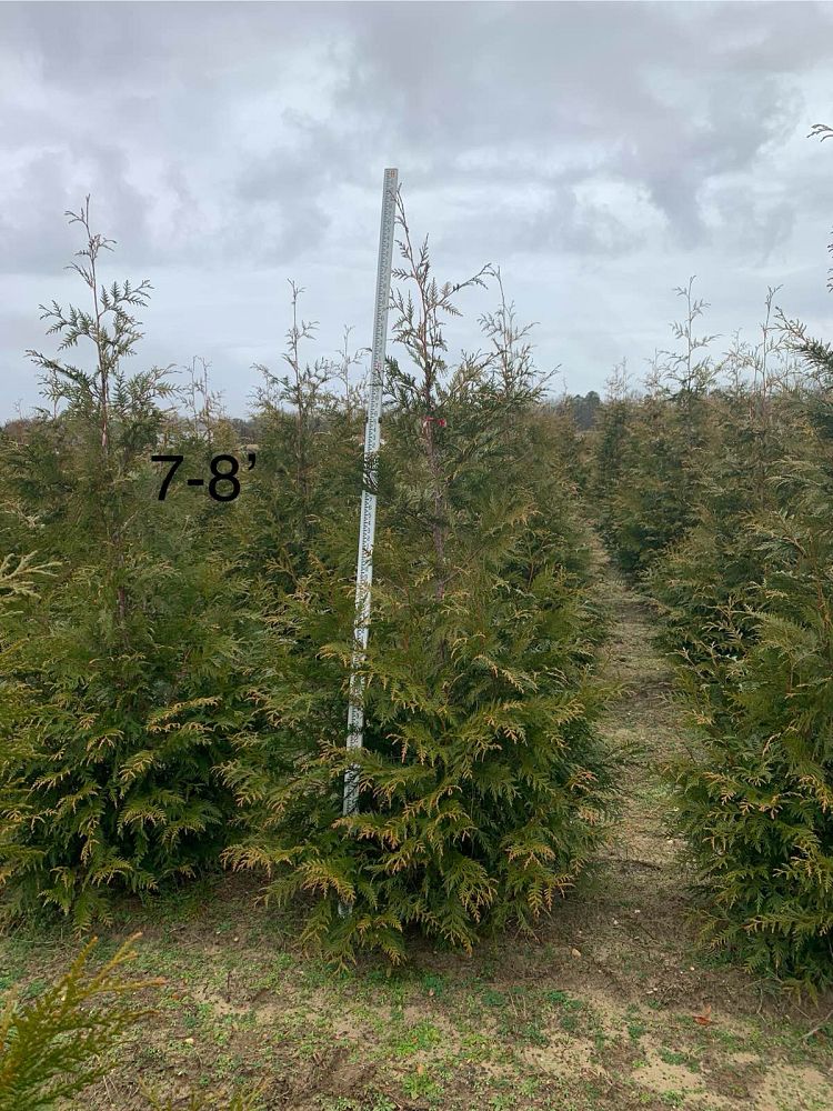 thuja-plicata-green-giant-western-red-cedar-giant-arborvitae