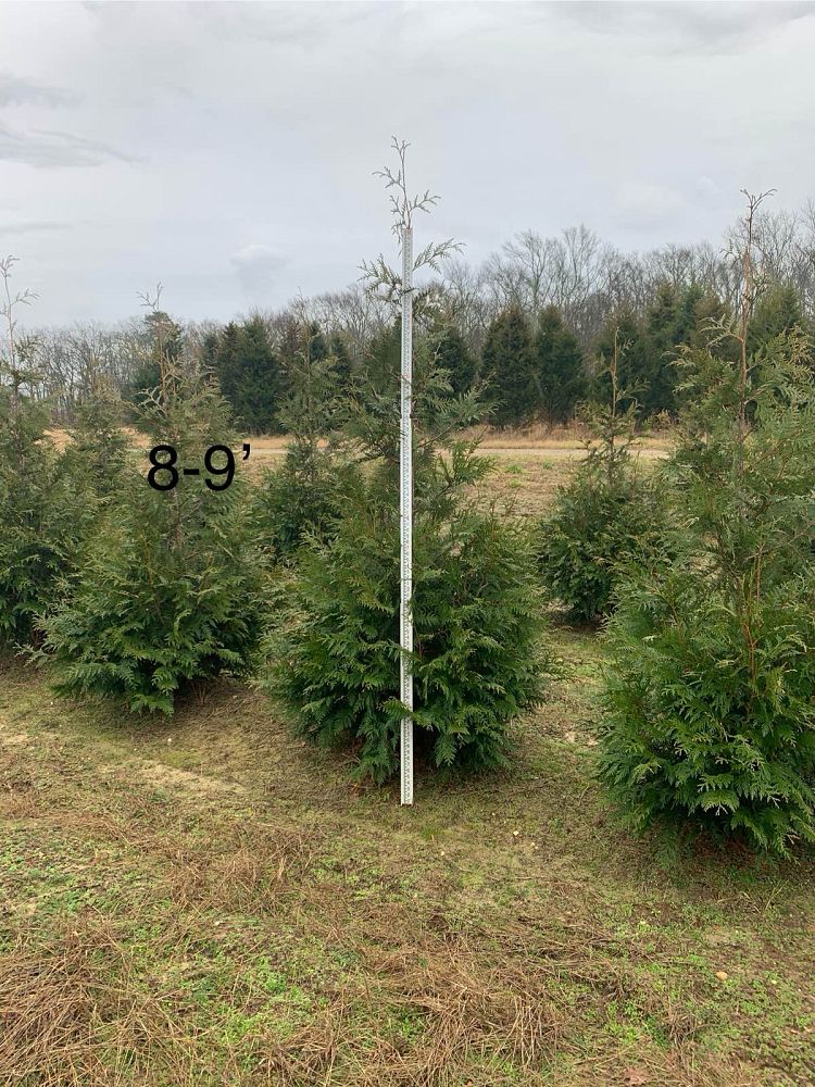 thuja-plicata-green-giant-western-red-cedar-giant-arborvitae