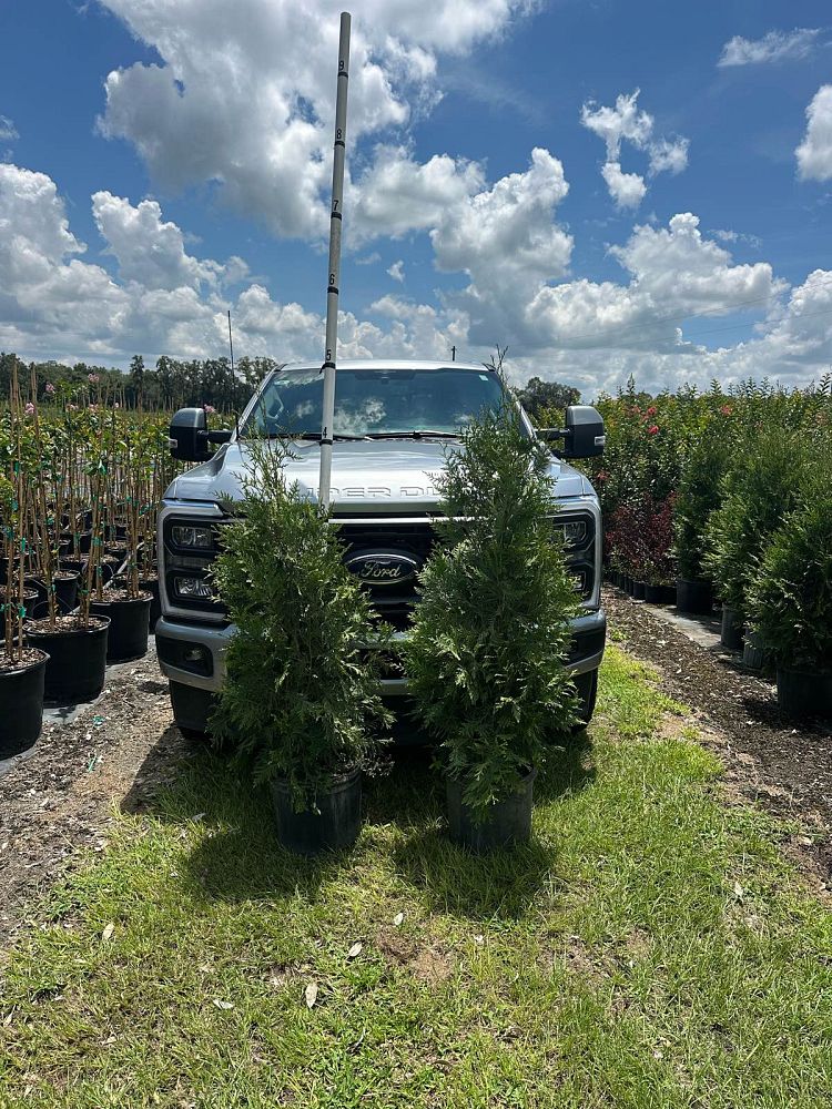 thuja-plicata-green-giant-western-red-cedar-giant-arborvitae