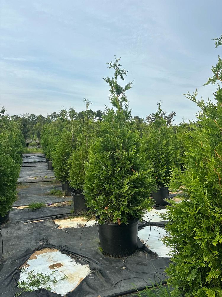 thuja-plicata-green-giant-western-red-cedar-giant-arborvitae