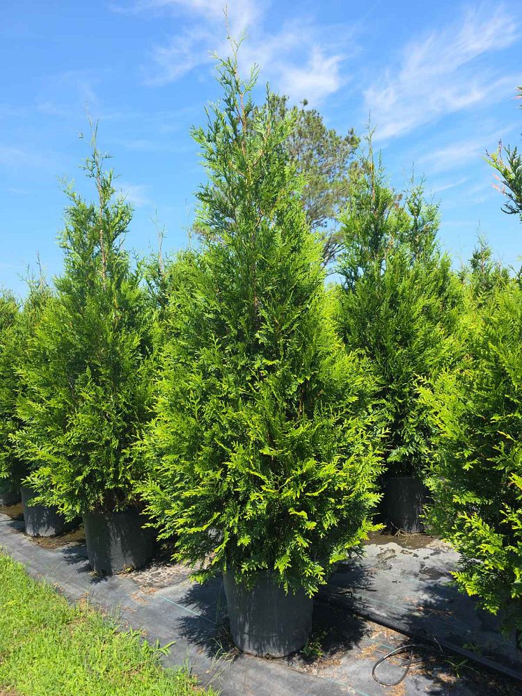 thuja-plicata-green-giant-western-red-cedar-giant-arborvitae