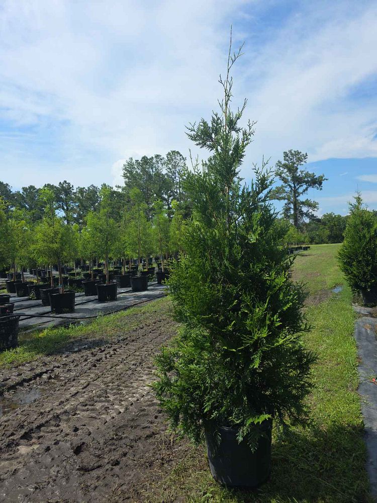 thuja-plicata-green-giant-western-red-cedar-giant-arborvitae