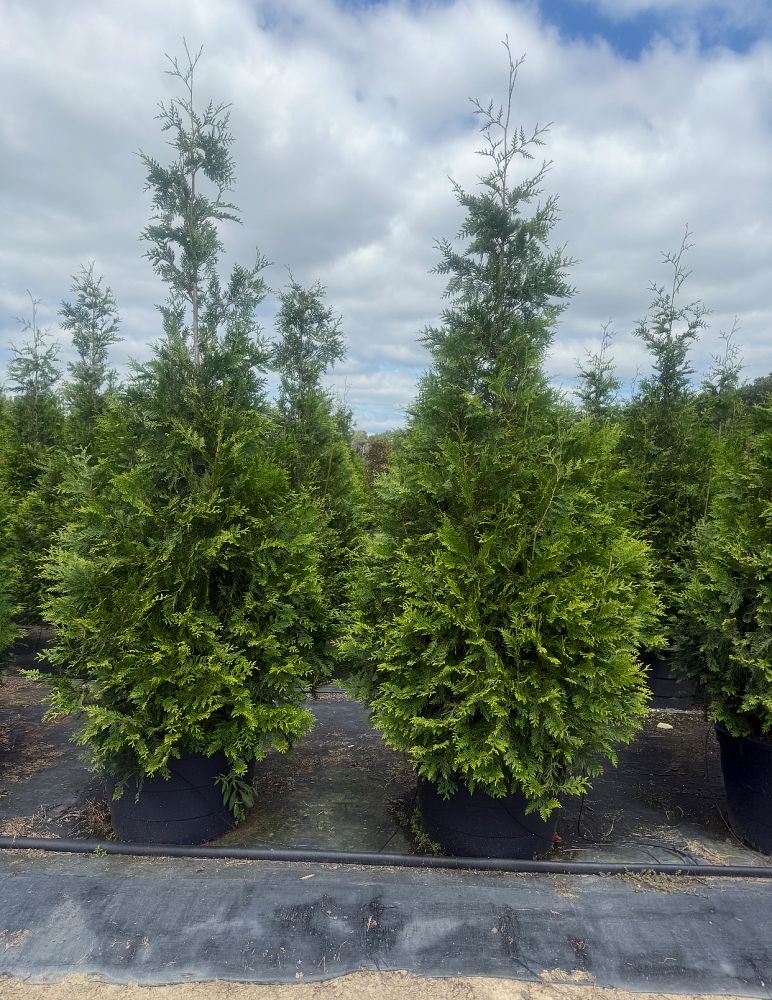 thuja-plicata-green-giant-western-red-cedar-giant-arborvitae