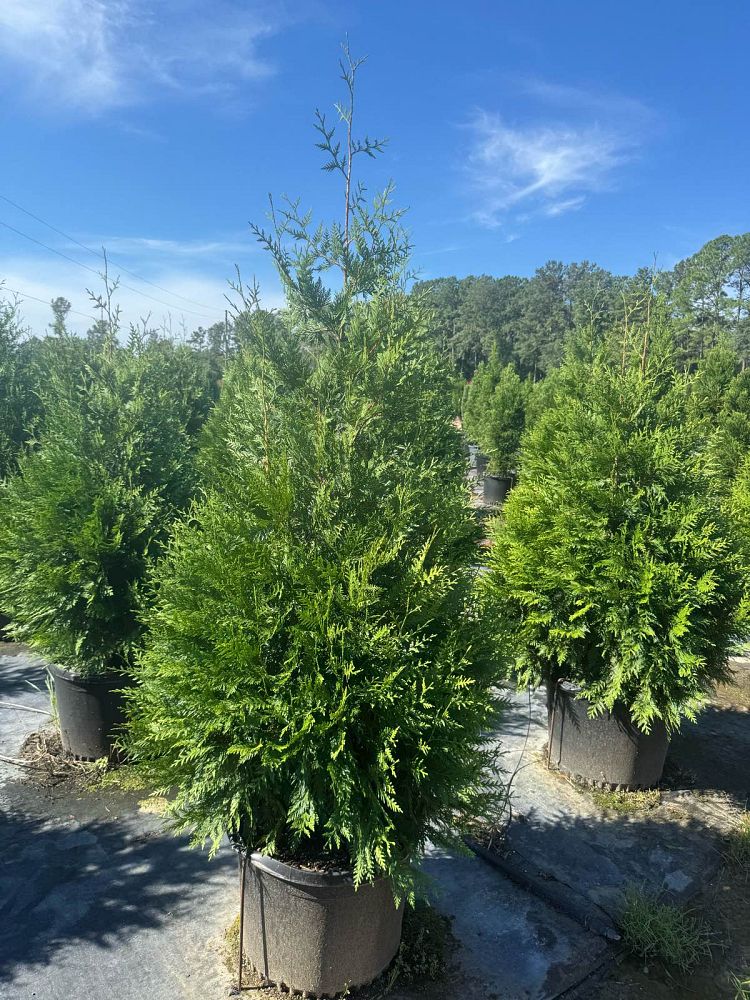 thuja-plicata-green-giant-western-red-cedar-giant-arborvitae