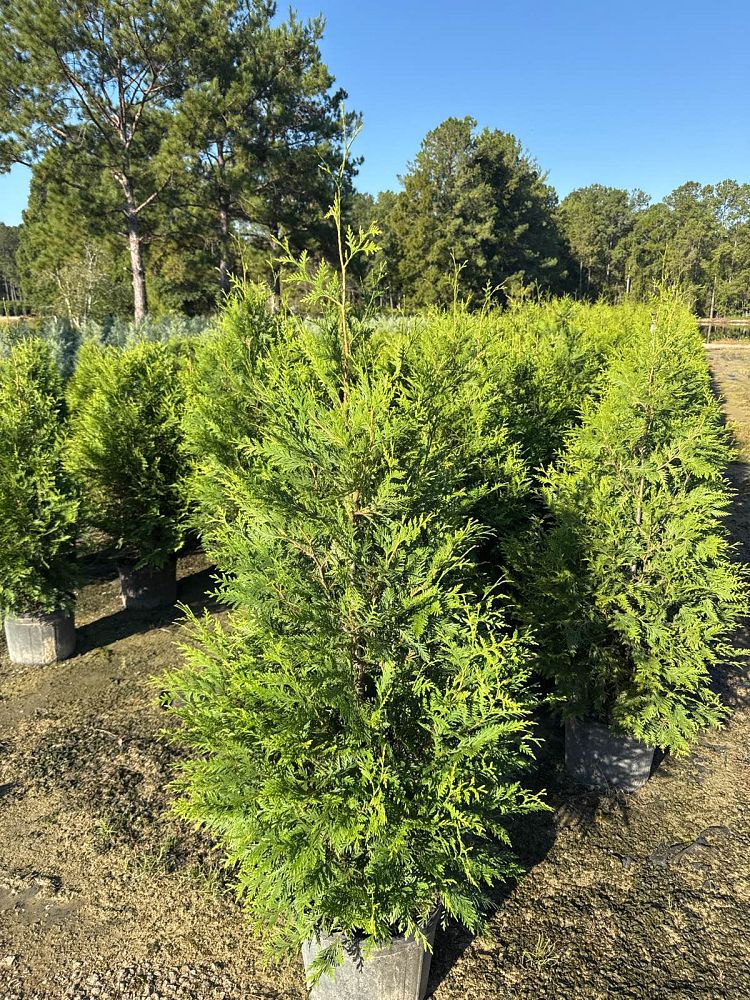 thuja-plicata-green-giant-western-red-cedar-giant-arborvitae