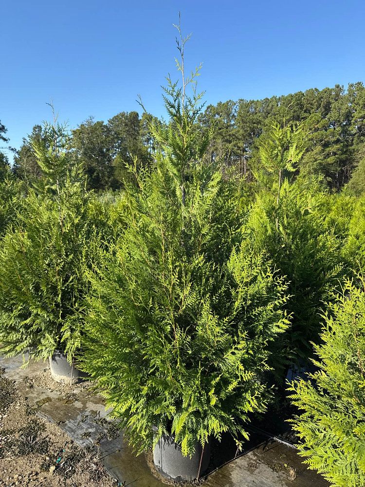 thuja-plicata-green-giant-western-red-cedar-giant-arborvitae