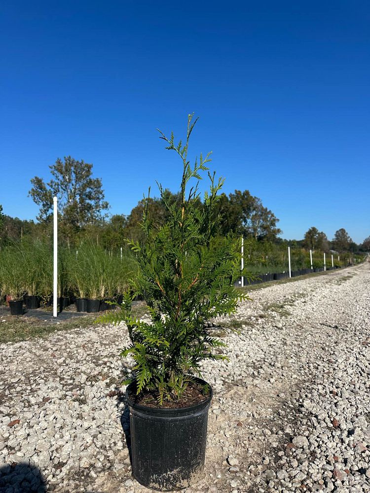 thuja-plicata-green-giant-western-red-cedar-giant-arborvitae