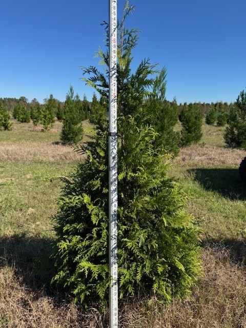 thuja-plicata-green-giant-western-red-cedar-giant-arborvitae