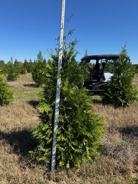 thuja-plicata-green-giant-western-red-cedar-giant-arborvitae