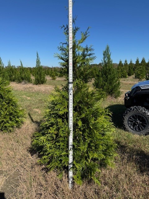 thuja-plicata-green-giant-western-red-cedar-giant-arborvitae