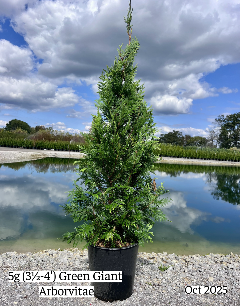 thuja-plicata-green-giant-western-red-cedar-giant-arborvitae